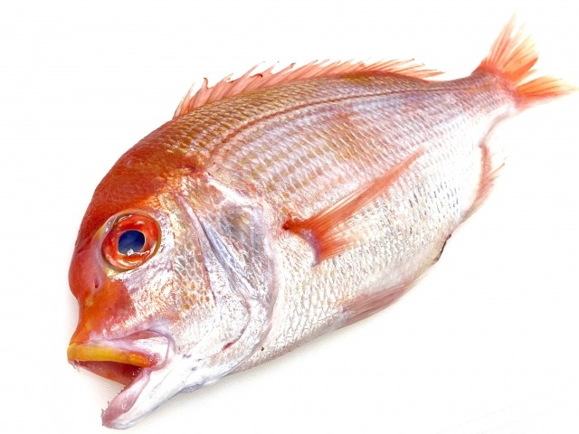 鯛