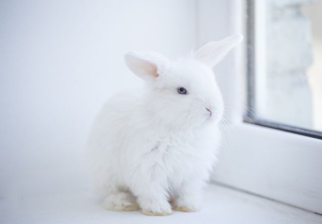 うさぎ